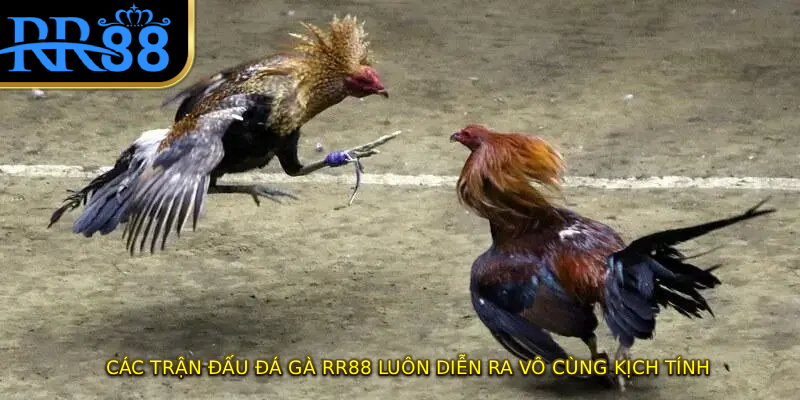 Các trận đấu đá gà RR88 luôn diễn ra vô cùng kịch tính