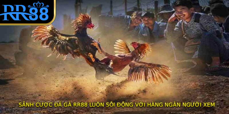 Sảnh cược đá gà RR88 luôn sôi động với hàng ngàn người xem